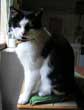 Autre reprsentation du chat europen Flix servant de modle pour sa ralisation en tableau animalier
